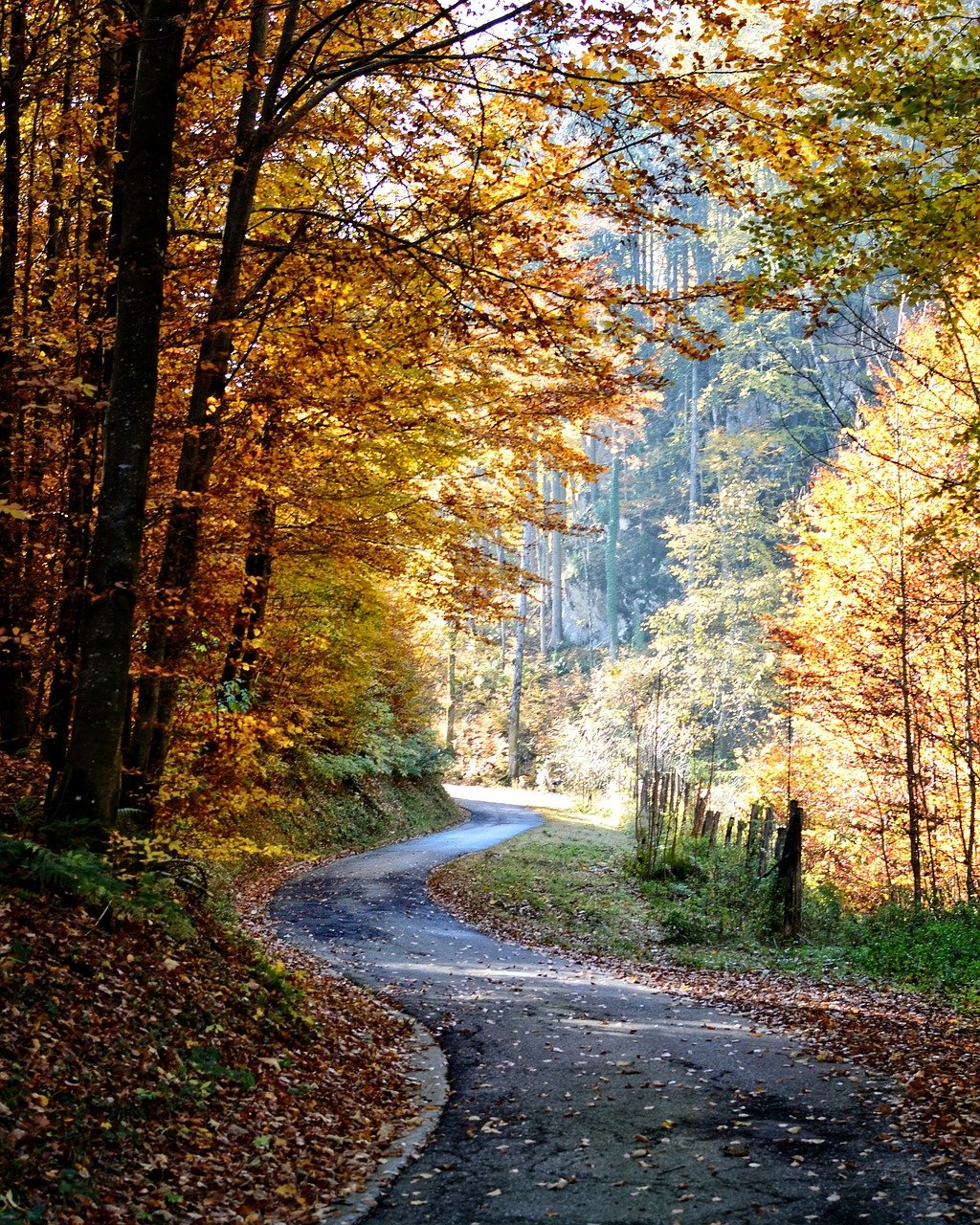 fall, path, forest-1021327.jpg